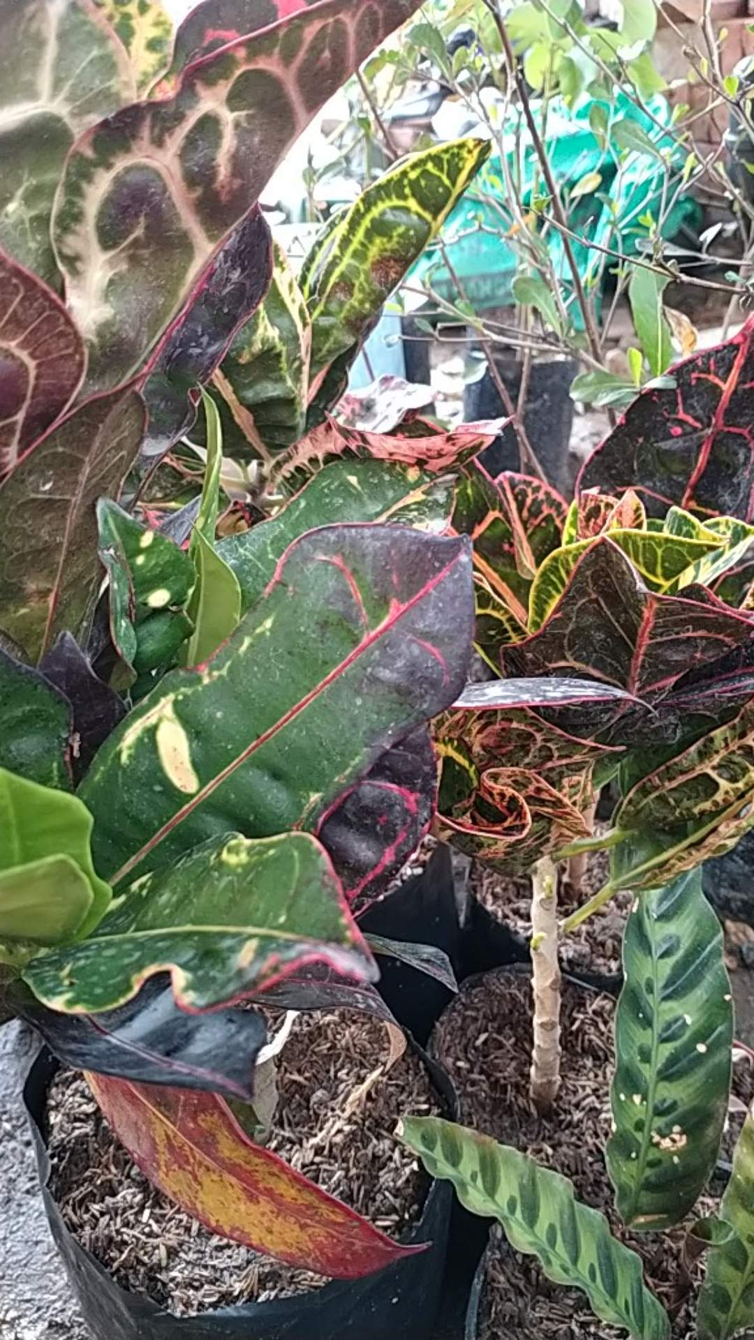 Tanaman Hias Puring Kura Kura Medium