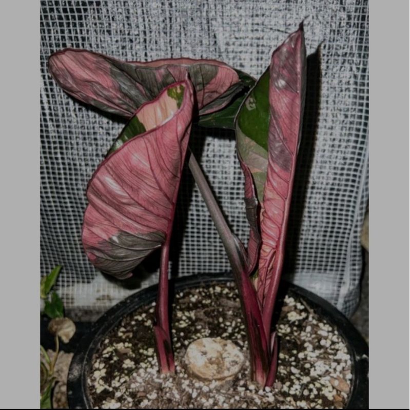 colocasia pink sp6