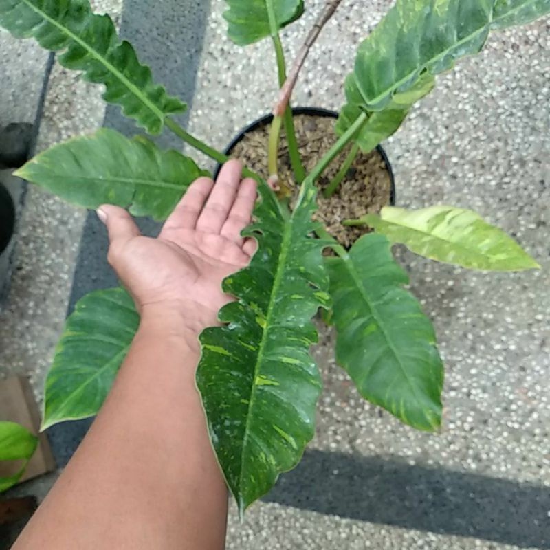 Philodendron Ring Of Fire Variegata