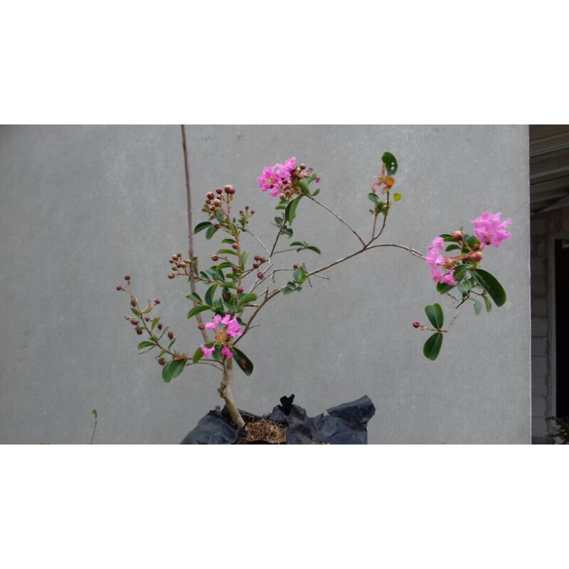 tanaman hias bahan bonsai sakura jepang