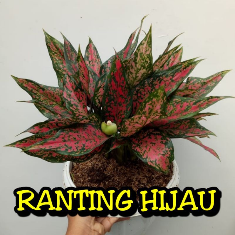 Bunga aglonema Ruby batik/Ruby Garuda batik rumpun