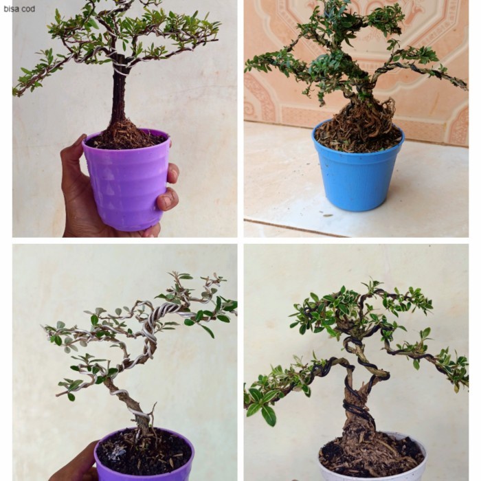 paket 4 jenis bonsai mini - cendrawasih,hingkip,serbin,kiperak
