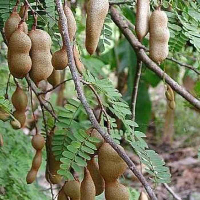 

Herbal Akar Asam Jawa Segar