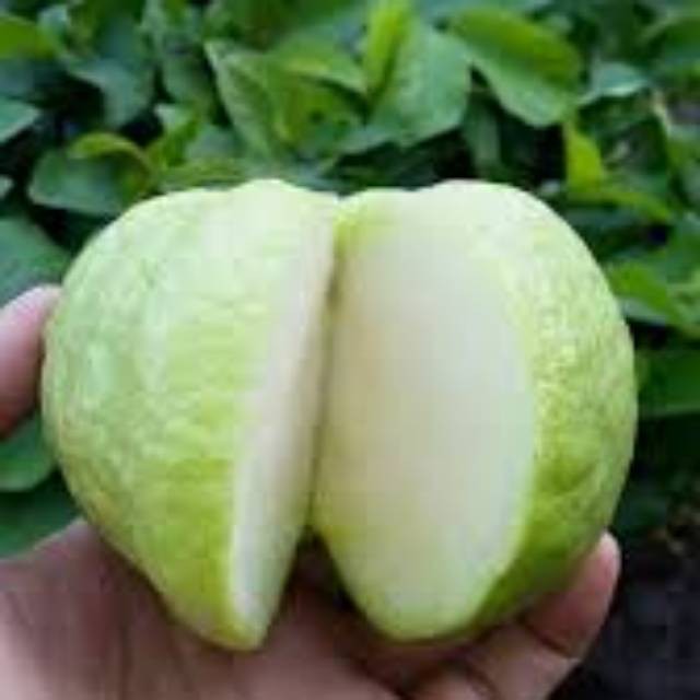 BIBIT JAMBU KRISTAL tanpa biji okulasi unggul (bisa COD)