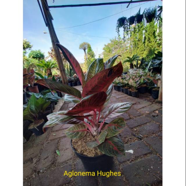 Aglonema Hughes indukan
