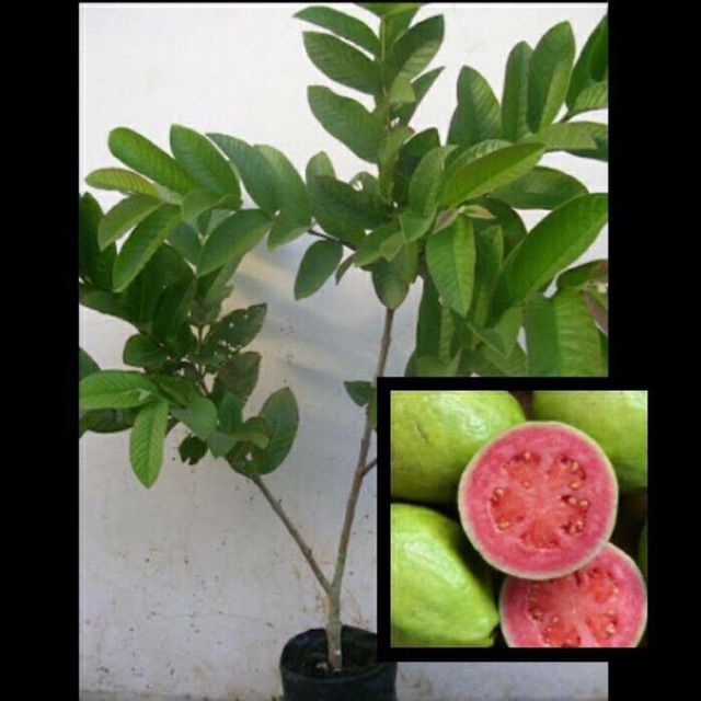 

Bibit Buah Jambu Merah