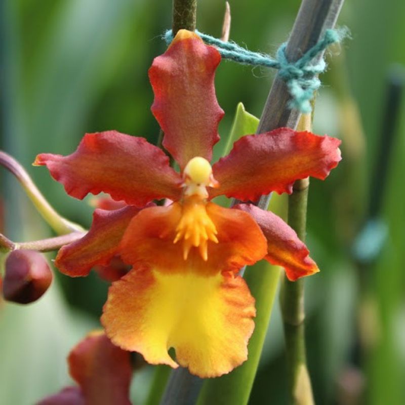 seedling oncidium cantante/bibit anggrek oncidium