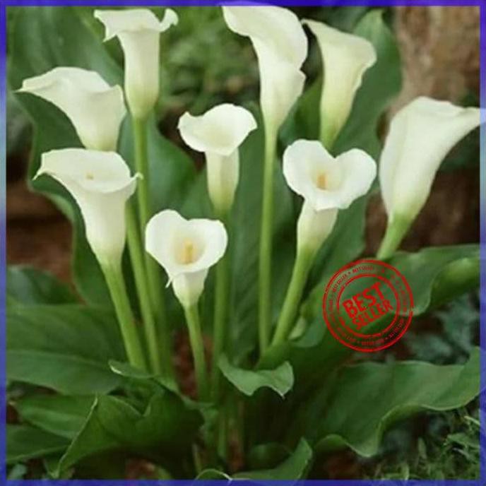 BIBIT TANAMAN BUNGA WHITE CALLA LILY BENIH BIBIT TANAMAN HIAS