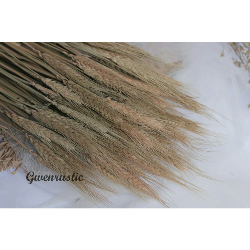 bunga kering gandum l dried flower | gandum kering
