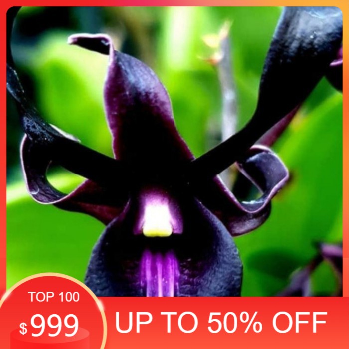 Seedling Anggrek Dendrobium Black Scorpion - Tanaman Hias Anggrek Dendrobium - Bibit Anggrek Dendrob