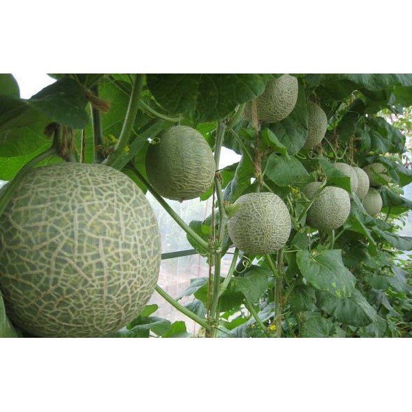 Benih-Bibit Rock Melon Sonya F1 - BISI