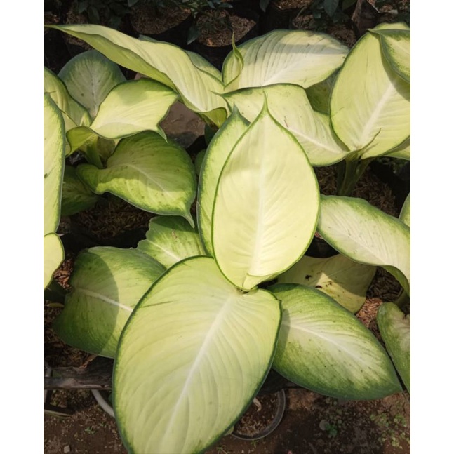 Aglonema Tissue Bangkok / Diven Tisu Bangkok