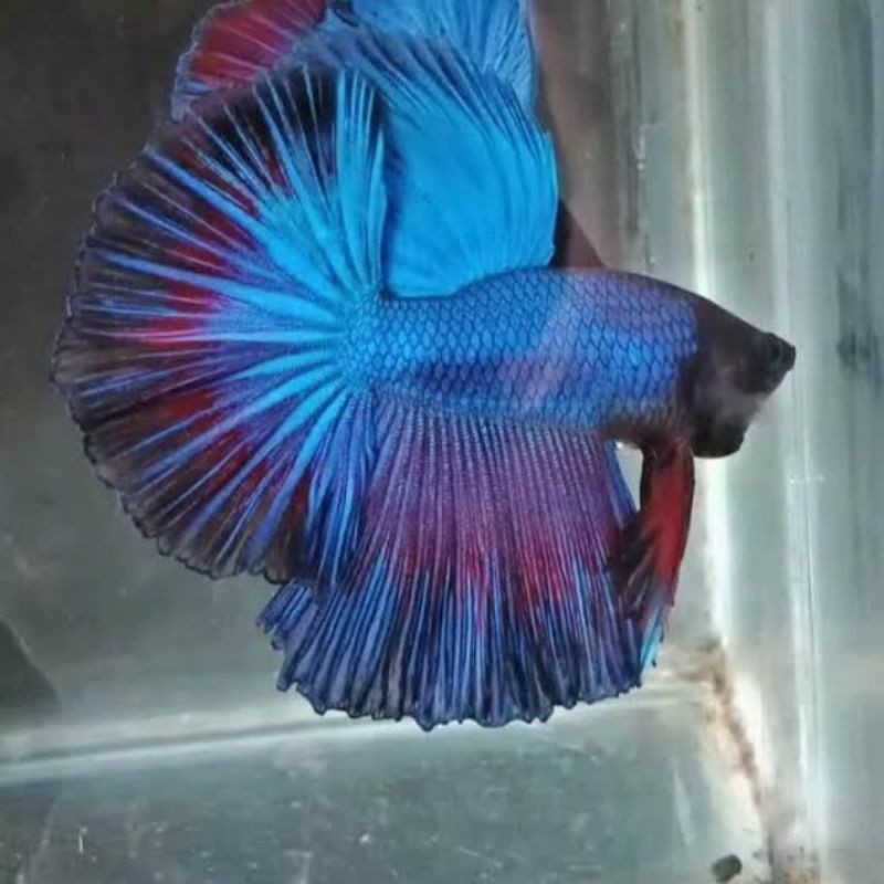 ikan cupang jenis halfmoon