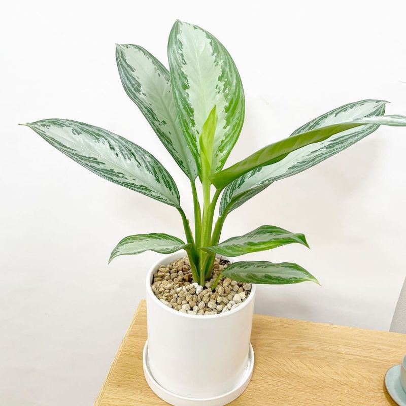 Tanaman hias blanceng SriRejeki susu