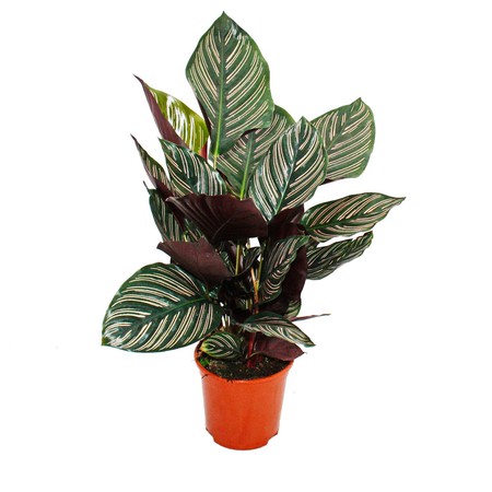 Bibit Tanaman Hias Calathea Ornata BERGARANSI