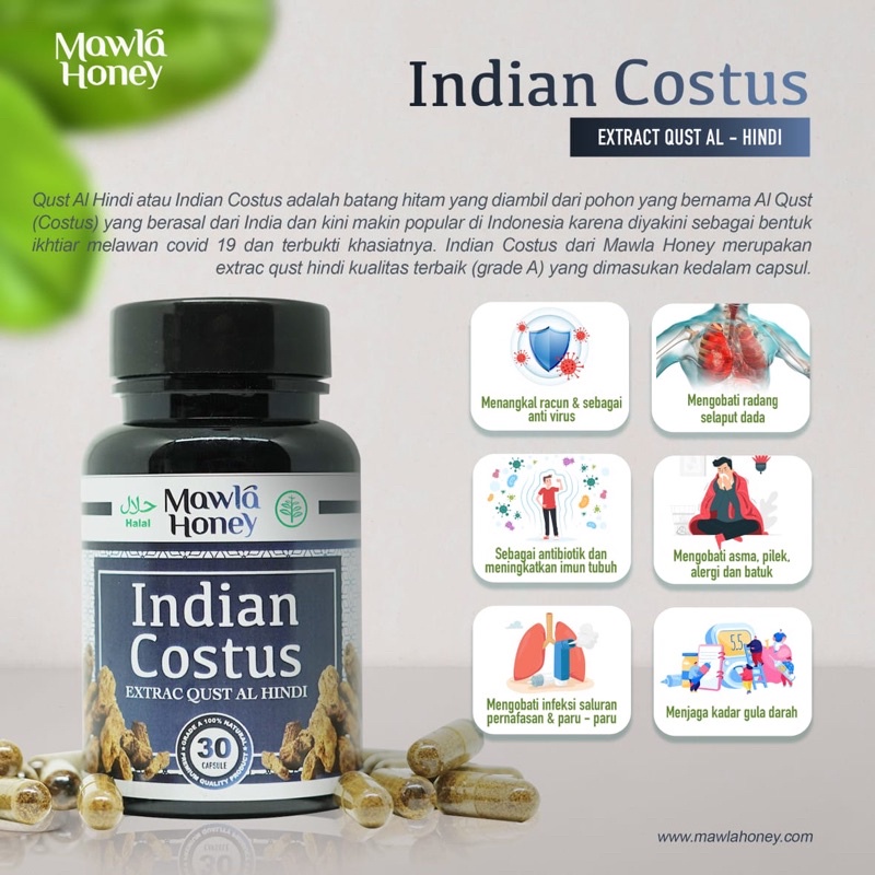 Mawla Honey Indian Costus Extract Qust Al Hindi isi 30 Kapsul