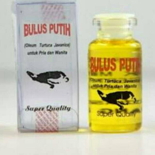 MINYAK BULUS PUTIH DUS/MINYAK BULUS PUTIH ORIGINAL