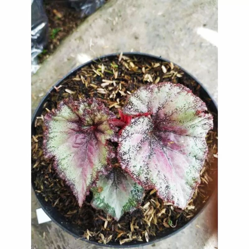 tanaman hias begonia keong merah