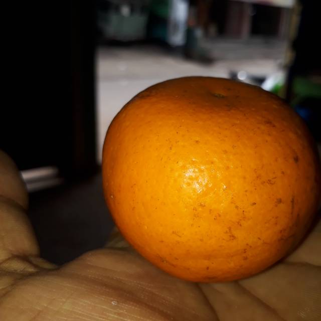 

Jeruk mandarin