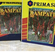 Benih Cabe Keriting Rampati f1 isi 10 gram