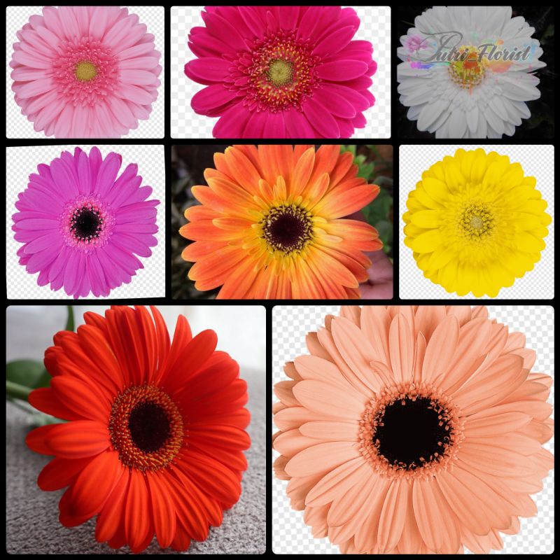 Bunga Potong Gerbera ( Herbras ) pertangkai
