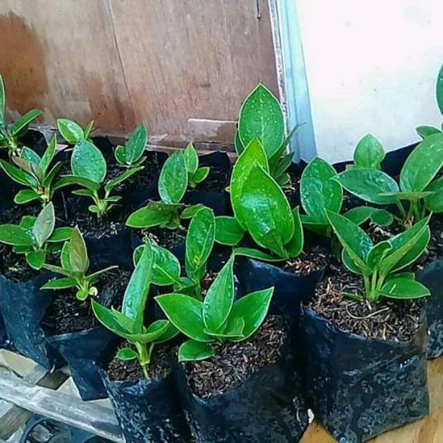 Bibit Jenmani Jemani Murah  ukuran  kecil  daun lengkap 