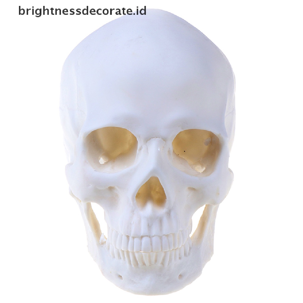Model Tengkorak Manusia Bahan Resin Warna Putih 1: 1 Untuk Dekorasi Halloween