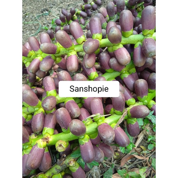 

Bunga pohon aren atau bunga langari segar 1 kg