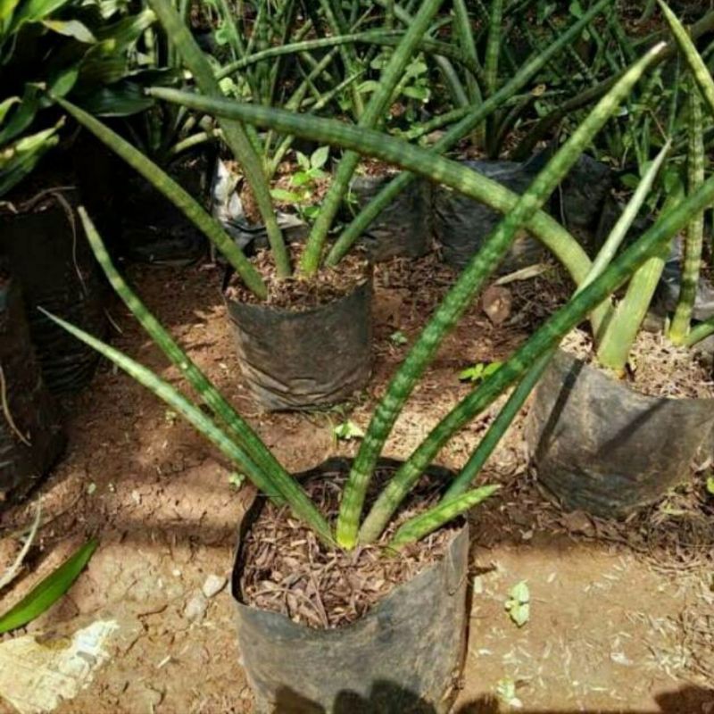 sansivera tombak - tanaman hias sansivera tombak