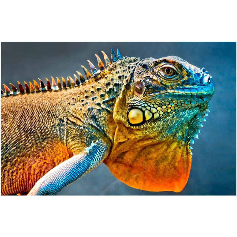 Poster 17031439 Iguana | BUKAN Hewan hidup