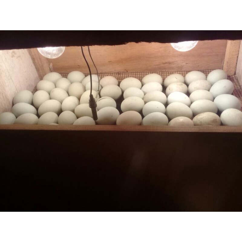 

telur bebek fertil bisa untuk ditetaskan-telur bebek konsumsi