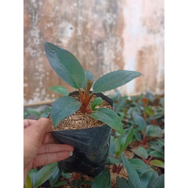 philodendron rojo congo