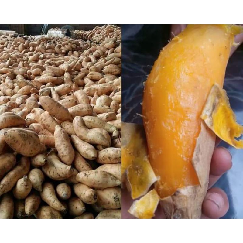 

1 KG UBI MADU CILEMBU FRESH PETIK (MENTAH)