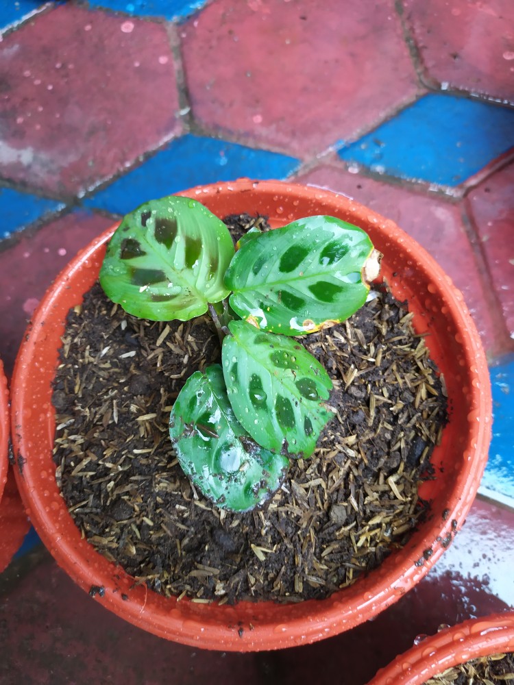 Tanaman Hias Calathea Levonero Rimbun Murah