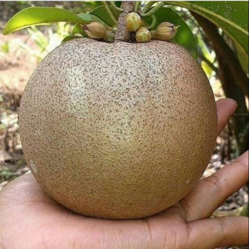 bibit cangkok sawo jumbo berbuah asli