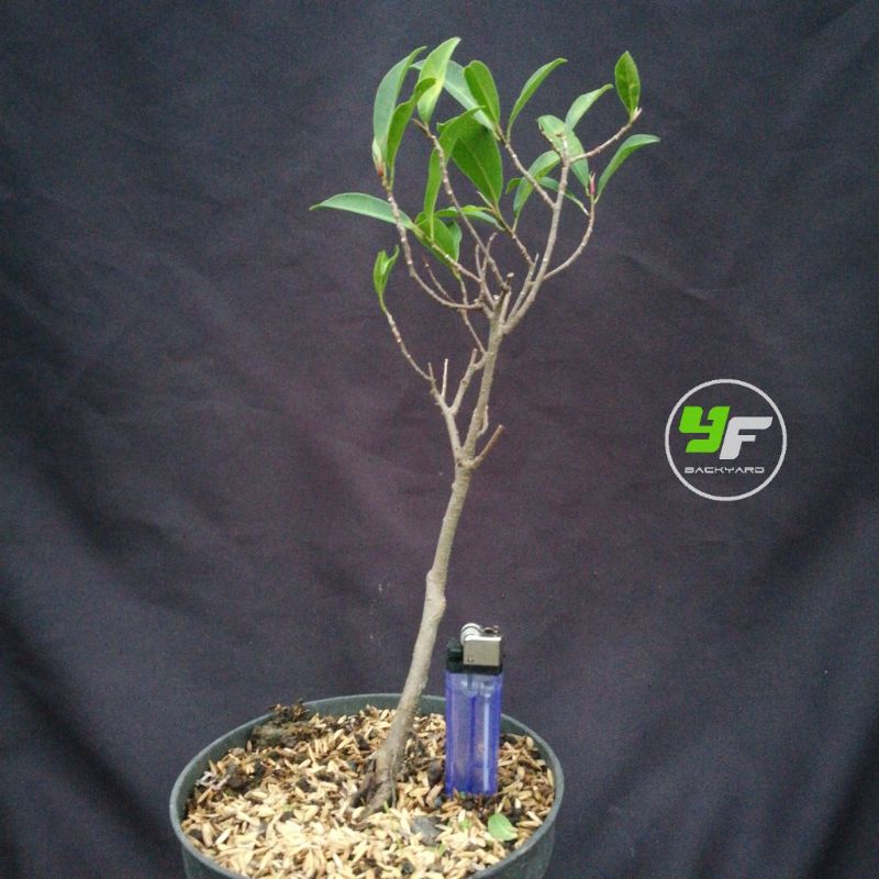 Ficus Kalifornia / beringin california / bibit bonsai