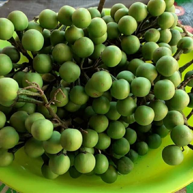 Rimbang 100gr