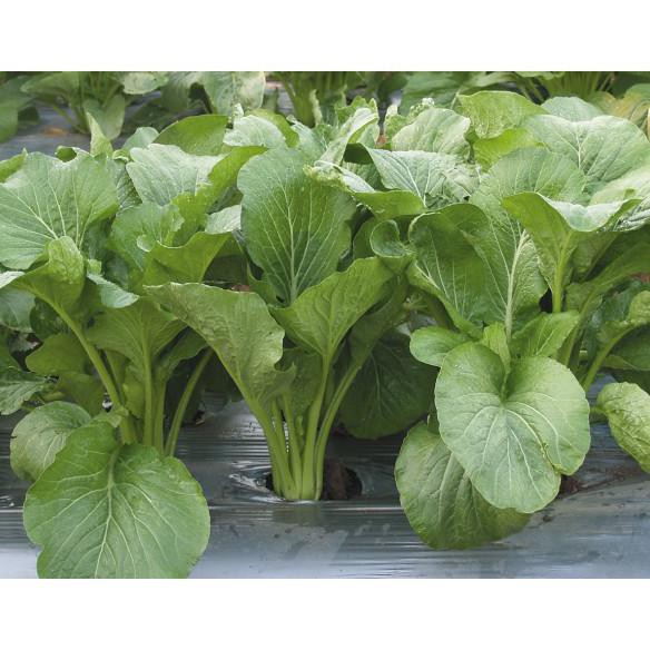 Benih Sayuran Sawi Tosakan Cap Panah Merah