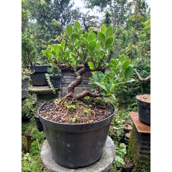 bonsai Ficus microcarpa / beringin kimeng