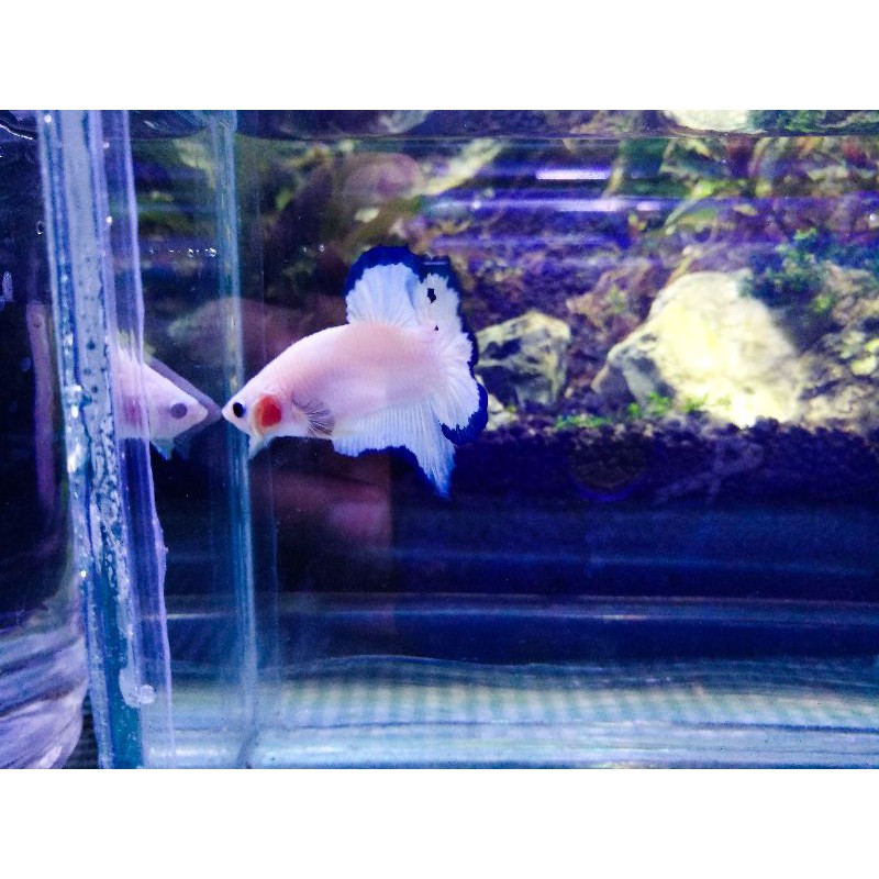 Ikan Cupang Blue Rim Butterfly Top Grade