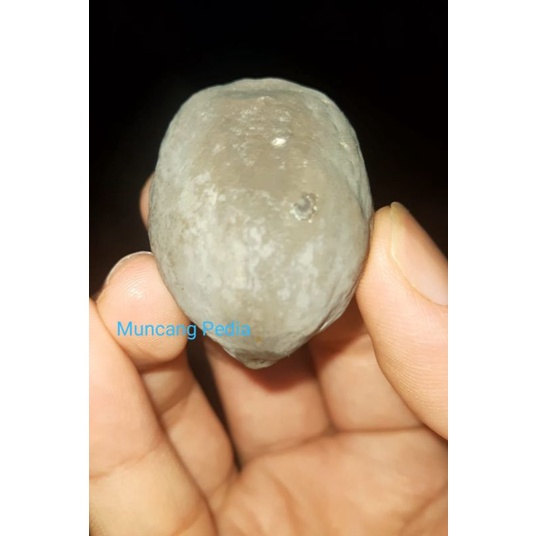 Kemiri / Muncang Adu Jayanti Semar