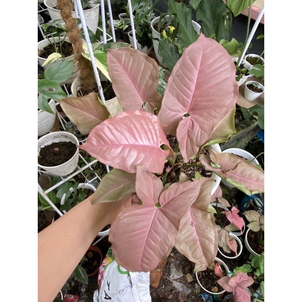 Syngonium pink robusta