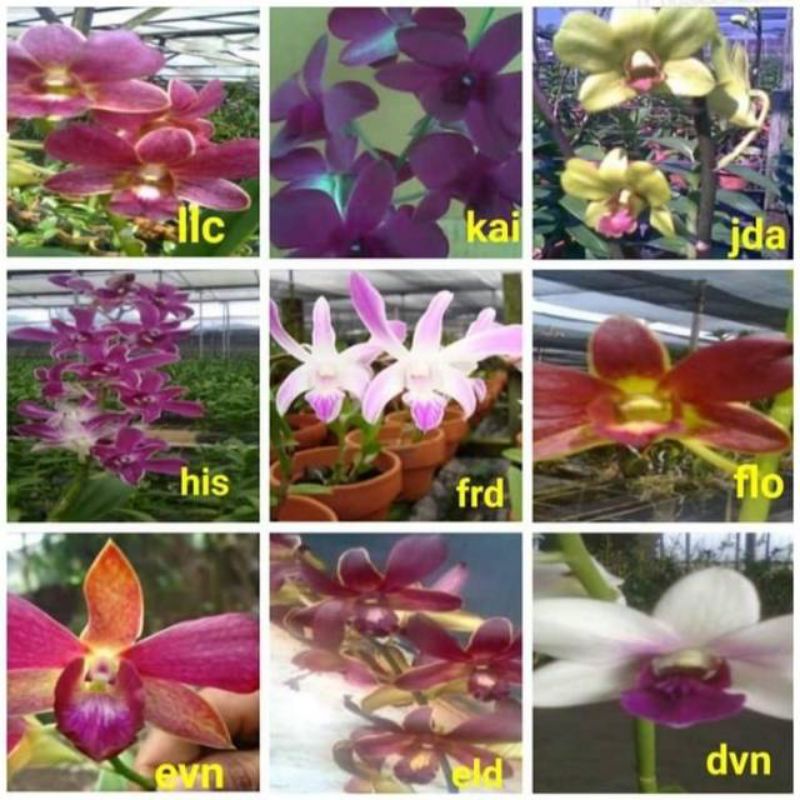 Bibit Bunga Angrek Dendrobium Hybrid  Bunga Hidup