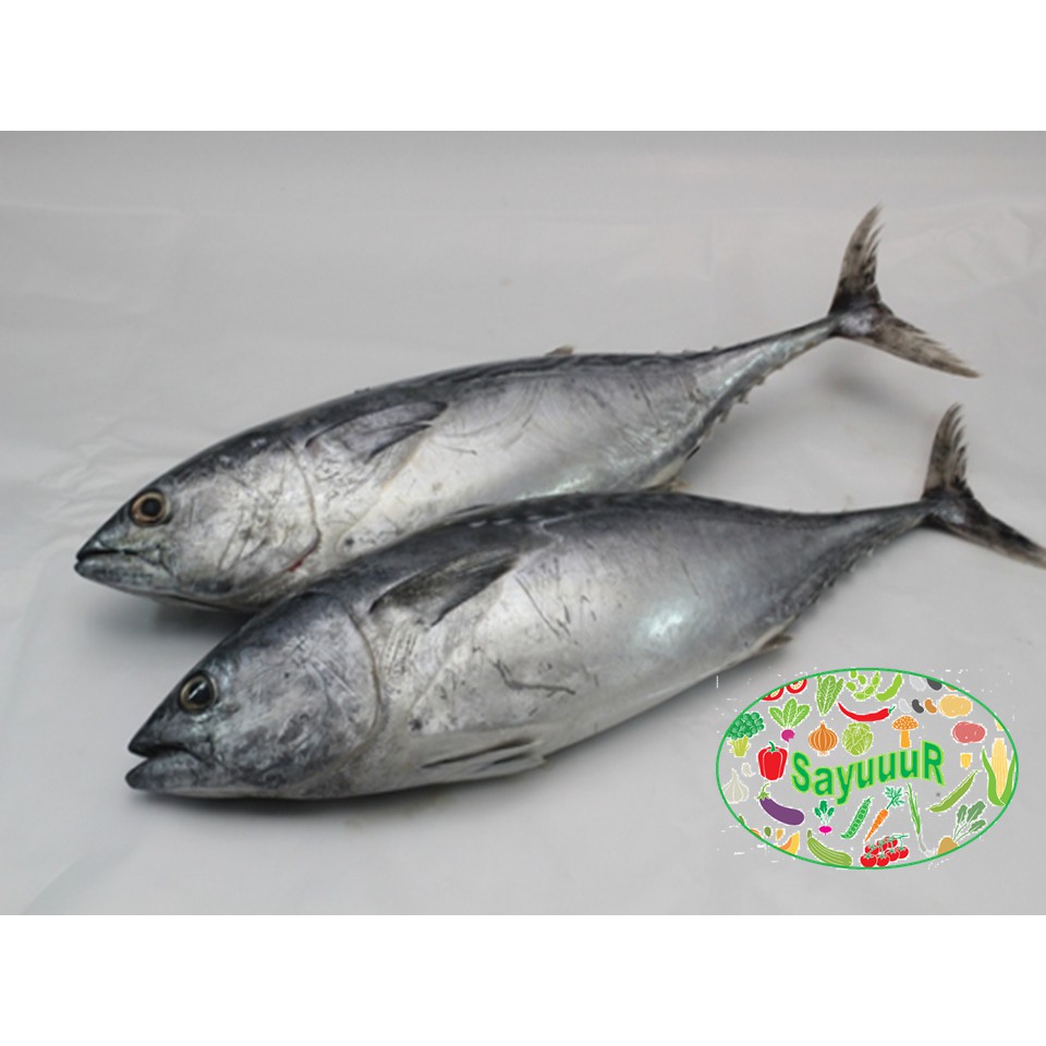 

ikan tongkol