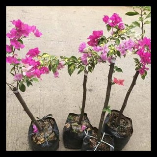 Tanaman Hias Bougenville Bunga Bugenvil Shopee Indonesia