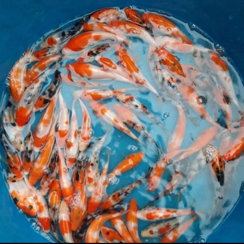 KOI SHOWA,SHIRO,SHANKE TANCHO UTSURI,SZ 25 CMMANTAP