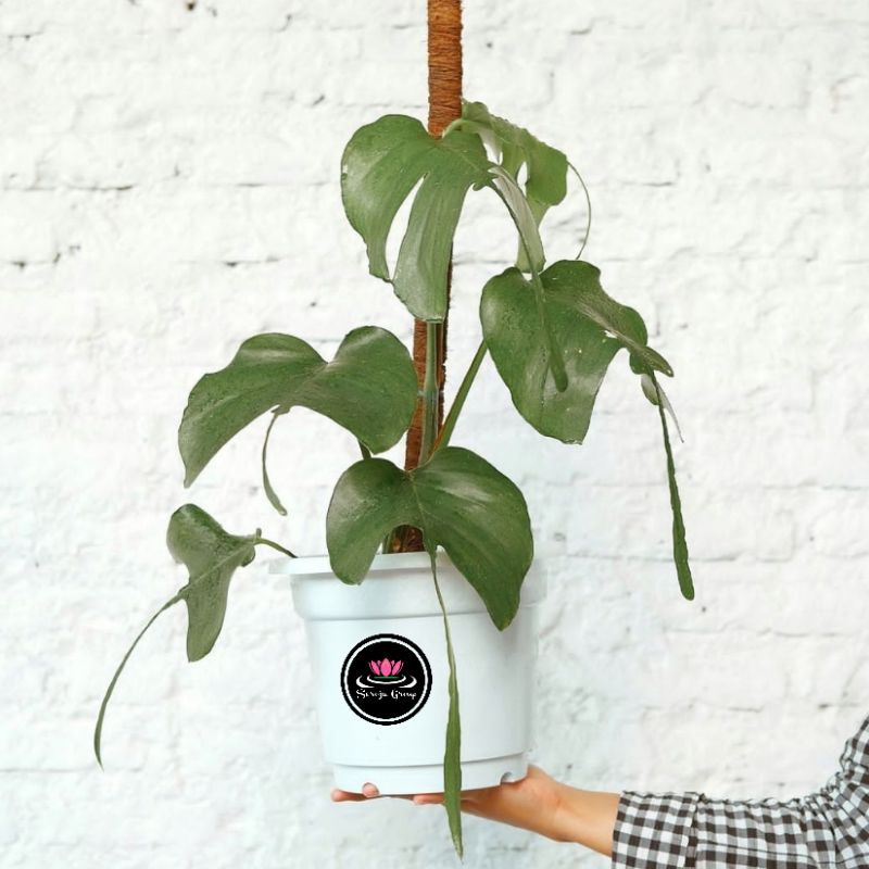 Epipremnum Skeleton Key / Tanaman Hias Rambat