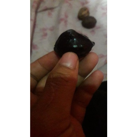 muncang adu (mantili pucung )
