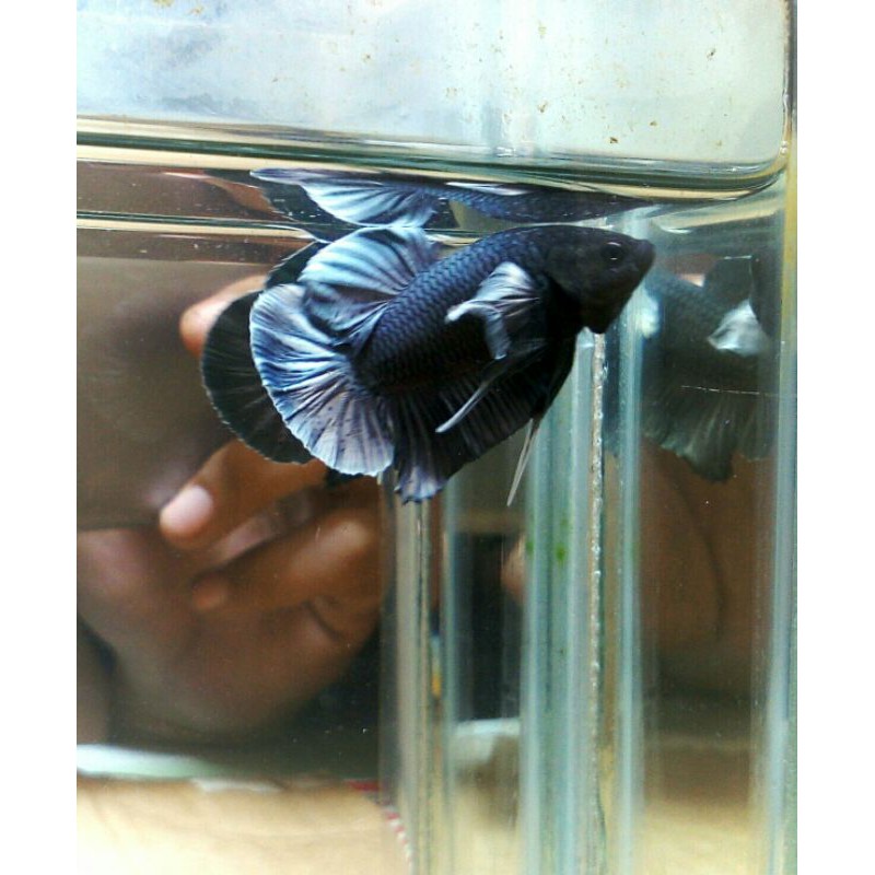 cupang dumbo ear cooper/real pic