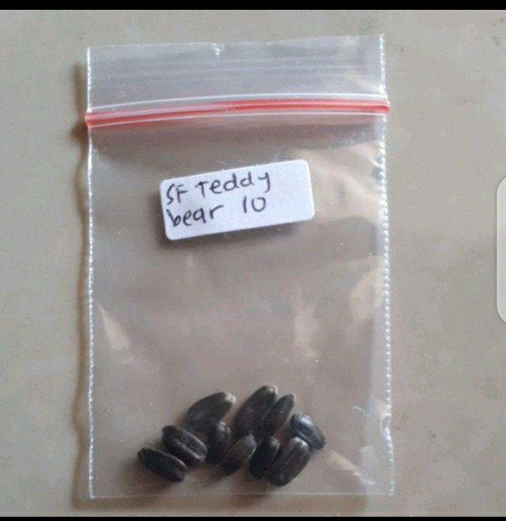 Biji / Benih / Bibit Bunga Matahari Teddy Bear Sunflower Mudah Tumbuh